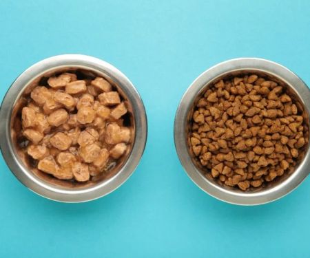 Choosing Wet vs Dry Food: When Each Is Best