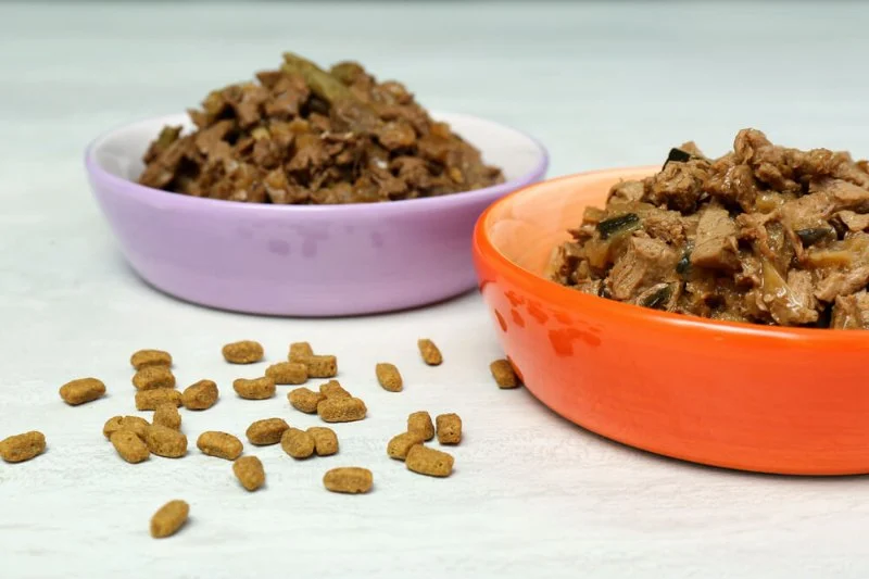 Choosing Wet vs Dry Food: When Each Is Best