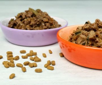 Choosing Wet vs Dry Food: When Each Is Best