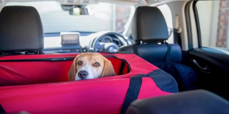 Best Travel Gear for Pets: Crates, Carriers & Safety Options