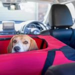 Best Travel Gear for Pets: Crates, Carriers & Safety Options