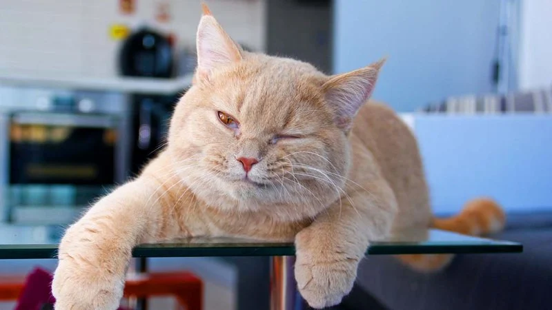 How to Tell if Your Pet Has Arthritis: Symptoms, Care, and Treatment