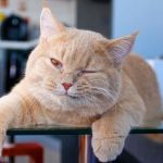 How to Tell if Your Pet Has Arthritis: Symptoms, Care, and Treatment