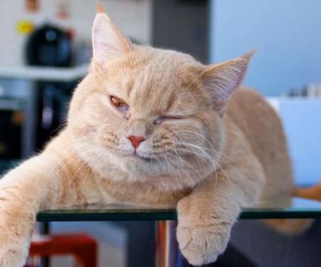 How to Tell if Your Pet Has Arthritis: Symptoms, Care, and Treatment