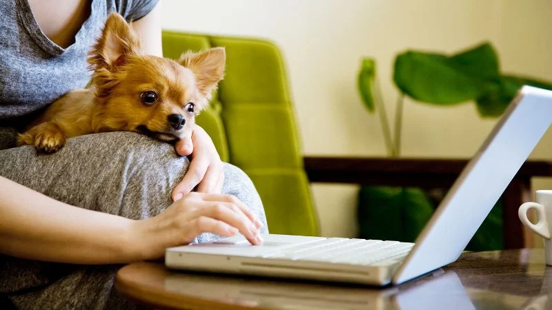 Benefits of Virtual Vet Consultations: When It Makes Sense