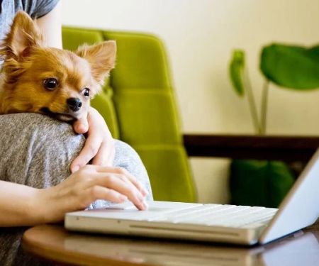 Benefits of Virtual Vet Consultations: When It Makes Sense