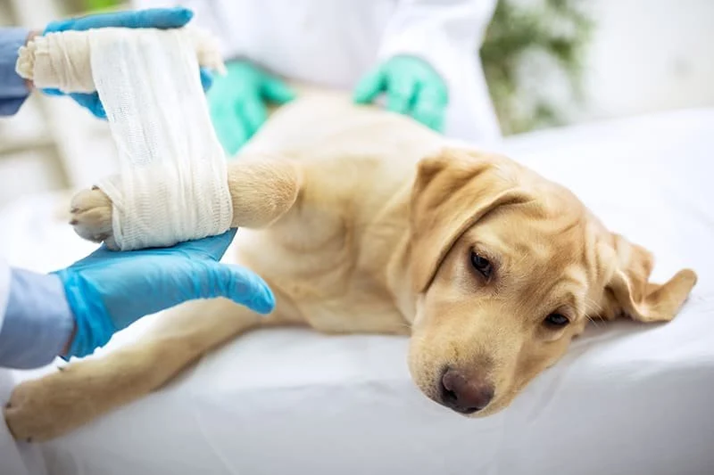 Pet First Aid Basics: CPR, Wounds & Handling Injuries