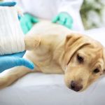 Pet First Aid Basics: CPR, Wounds & Handling Injuries