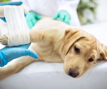 Pet First Aid Basics: CPR, Wounds & Handling Injuries