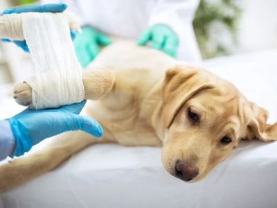 Pet First Aid Basics: CPR, Wounds & Handling Injuries