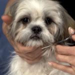 How to Groom Your Pet at Home: Tools & Techniques