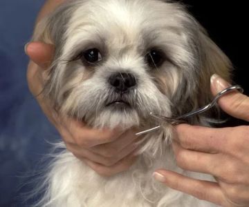 How to Groom Your Pet at Home: Tools & Techniques