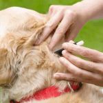Preventing Tick-Borne Illnesses in Pets: Best Practices