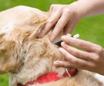 Preventing Tick-Borne Illnesses in Pets: Best Practices