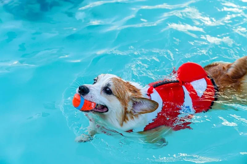 How to Introduce Your Pet to Water & Swimming
