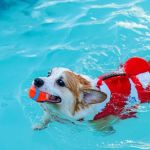 How to Introduce Your Pet to Water & Swimming