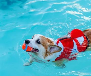 How to Introduce Your Pet to Water & Swimming