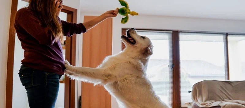 How to Stop Your Pet from Jumping on Guests