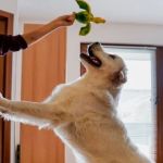 How to Stop Your Pet from Jumping on Guests