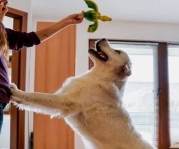 How to Stop Your Pet from Jumping on Guests