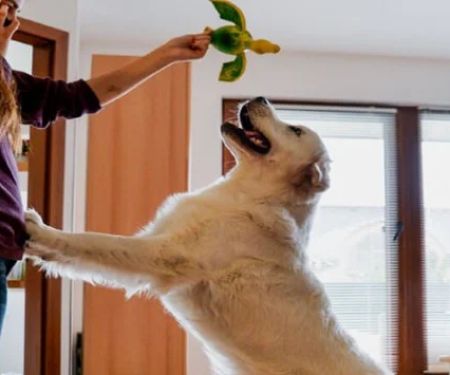 How to Stop Your Pet from Jumping on Guests
