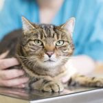 Panleukopenia (Distemper) in Cats: Prevention & Signs