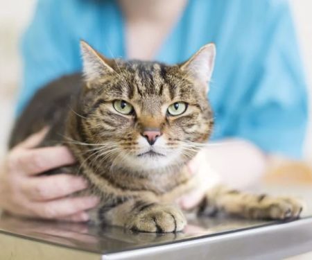 Panleukopenia (Distemper) in Cats: Prevention & Signs