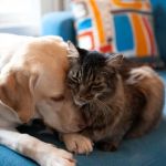 How to Introduce Pet Insurance to a Multi-Pet Household