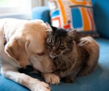 How to Introduce Pet Insurance to a Multi-Pet Household