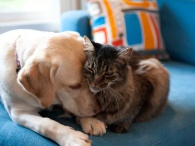 How to Introduce Pet Insurance to a Multi-Pet Household