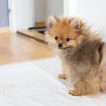 Housebreaking Your Puppy: Strategies That Work