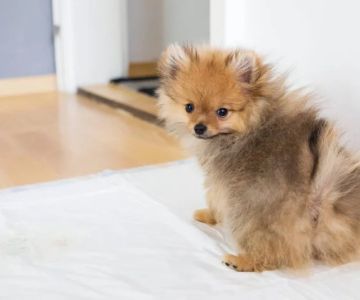 Housebreaking Your Puppy: Strategies That Work