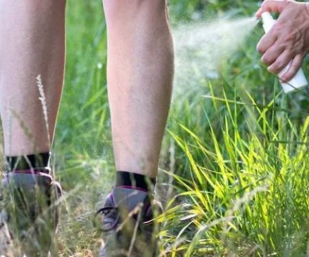 Understanding Flea, Tick & Mosquito Risks for Pets in 2025