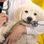 Blockchain for Pet Medical Records: Use Cases & Benefits