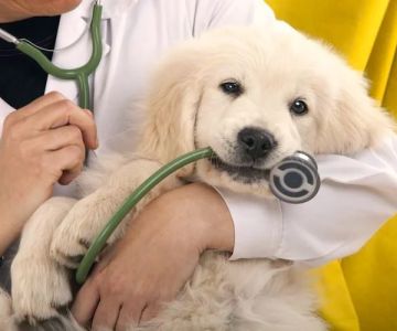 Blockchain for Pet Medical Records: Use Cases & Benefits