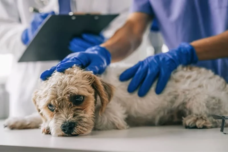 Gastrointestinal Upset in Pets: Diarrhea, Vomiting, and What to Feed