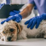 Gastrointestinal Upset in Pets: Diarrhea, Vomiting, and What to Feed