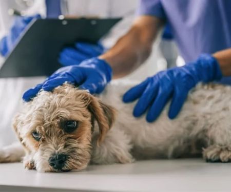 Gastrointestinal Upset in Pets: Diarrhea, Vomiting, and What to Feed