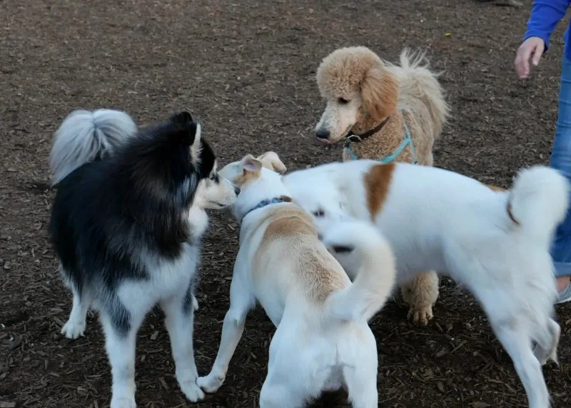 Dog Park Etiquette: Tips for Safe & Friendly Visits