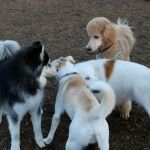 Dog Park Etiquette: Tips for Safe & Friendly Visits