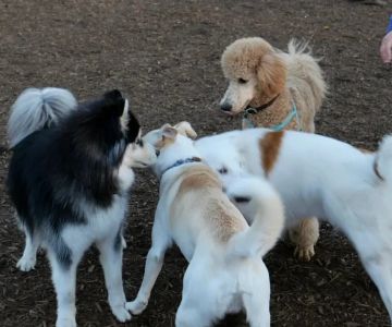 Dog Park Etiquette: Tips for Safe & Friendly Visits