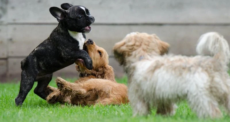 Socializing Your Dog: When, How & Why It Matters - Pet & Puppy