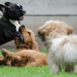 Socializing Your Dog: When, How & Why It Matters - Pet & Puppy
