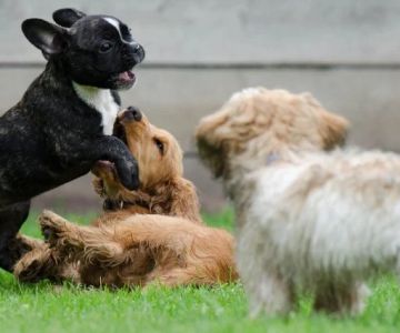 Socializing Your Dog: When, How & Why It Matters - Pet & Puppy