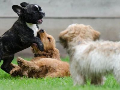 Socializing Your Dog: When, How & Why It Matters - Pet & Puppy
