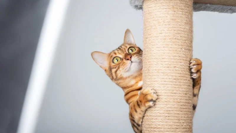 How to Handle Cat Scratching Behavior: Effective Deterrents & Alternatives