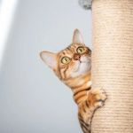 How to Handle Cat Scratching Behavior: Effective Deterrents & Alternatives