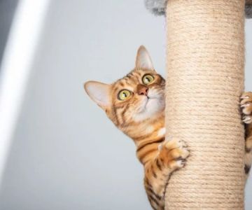 How to Handle Cat Scratching Behavior: Effective Deterrents & Alternatives