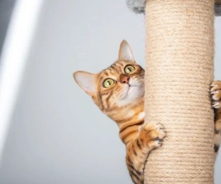 How to Handle Cat Scratching Behavior: Effective Deterrents & Alternatives