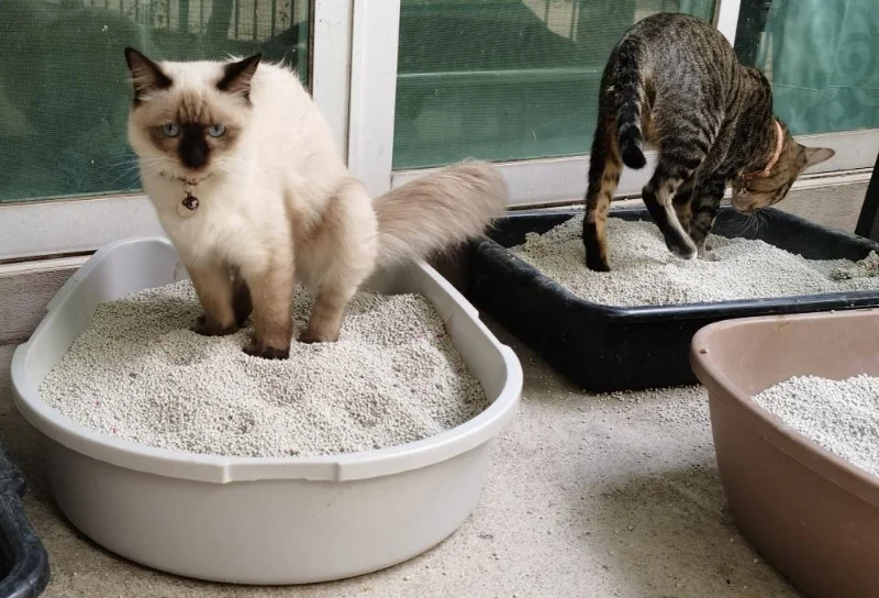 How to Stop Litter Box Problems in Cats: Common Mistakes